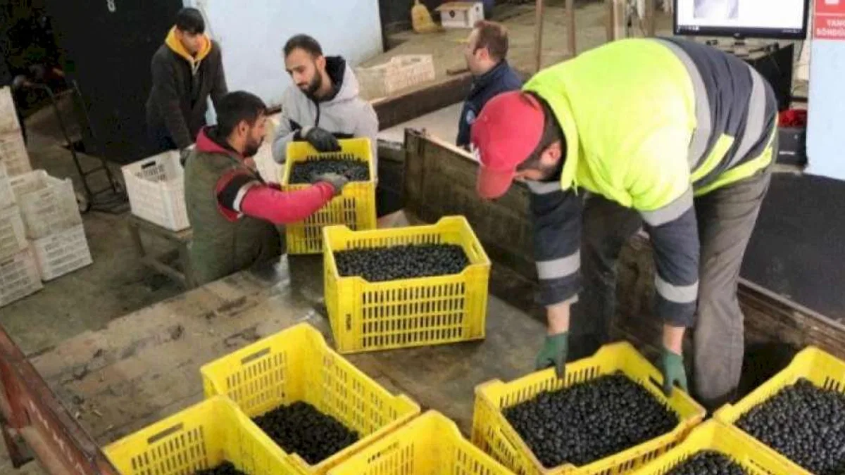 Zeytinciye 4. dilim ödemeler hesaplarda