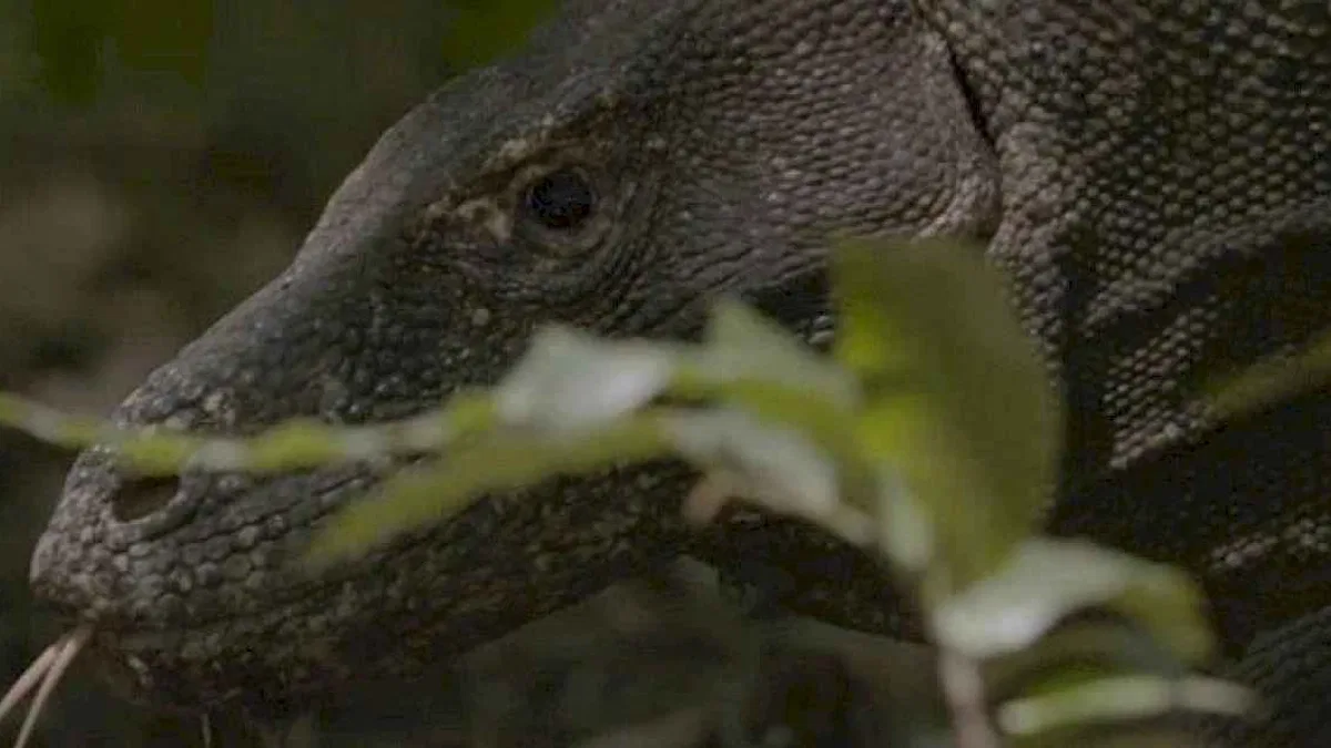 Dünyanın En Büyük Kertenkelesinin Mücadelesini Anlatan 'Ejder Günü' 6 Ekim Pazar Günü 20.00'de National Geographic WILD Ekranlarında!
