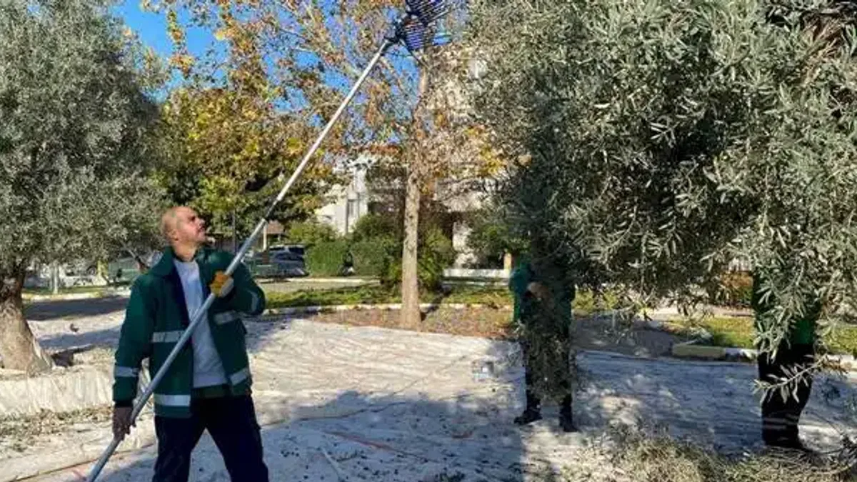 Muğla Milas'ın yeşil alanlarda zeytin hasadına devam ediyor