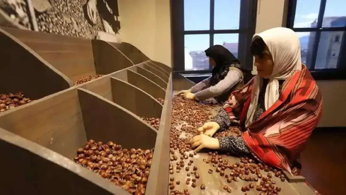 Ordu’da fındığın hikayesi ilgi çekiyor