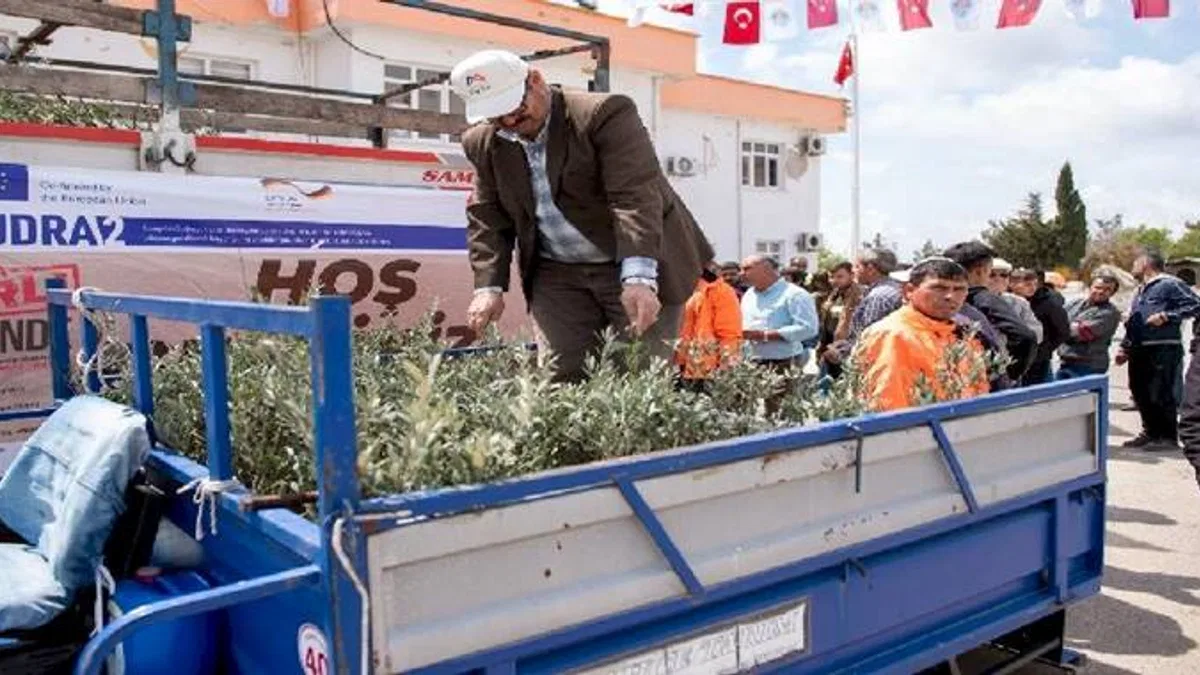 Üreticilere zeytin fidanı desteği