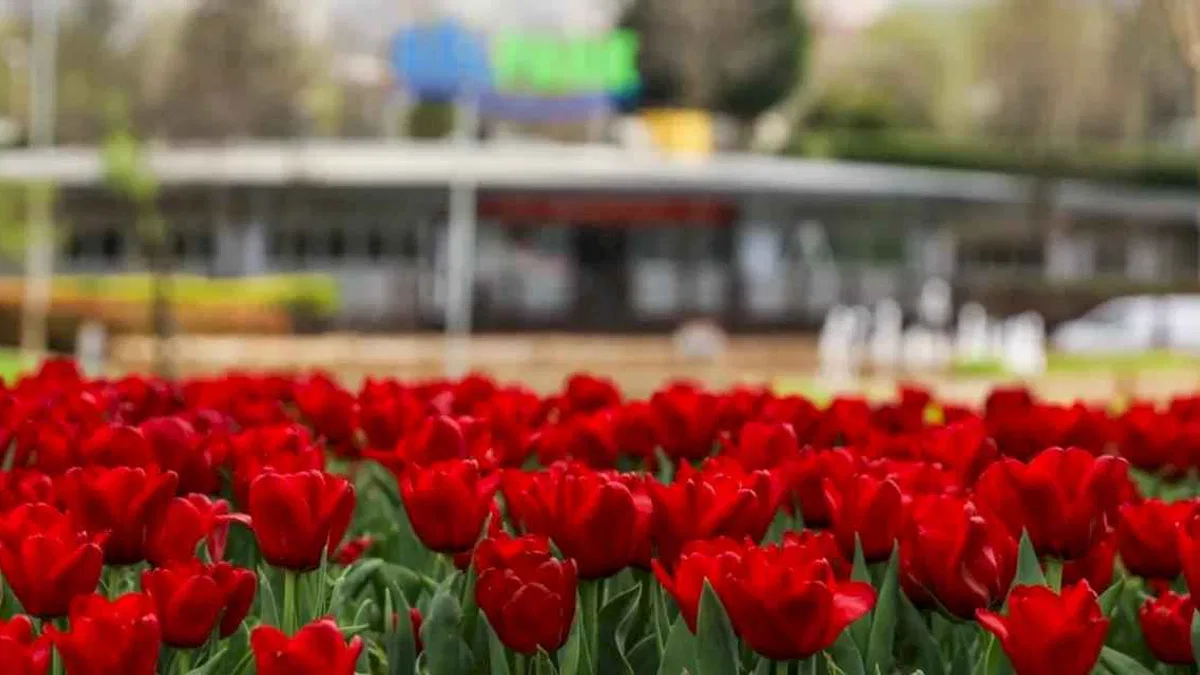 Bursa'da parklar lale ve çiçeklerle renklendi