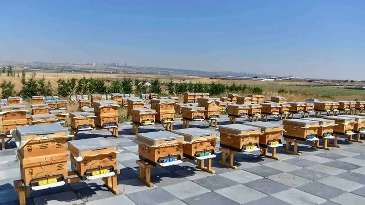 ABB'den arıcılığa destek