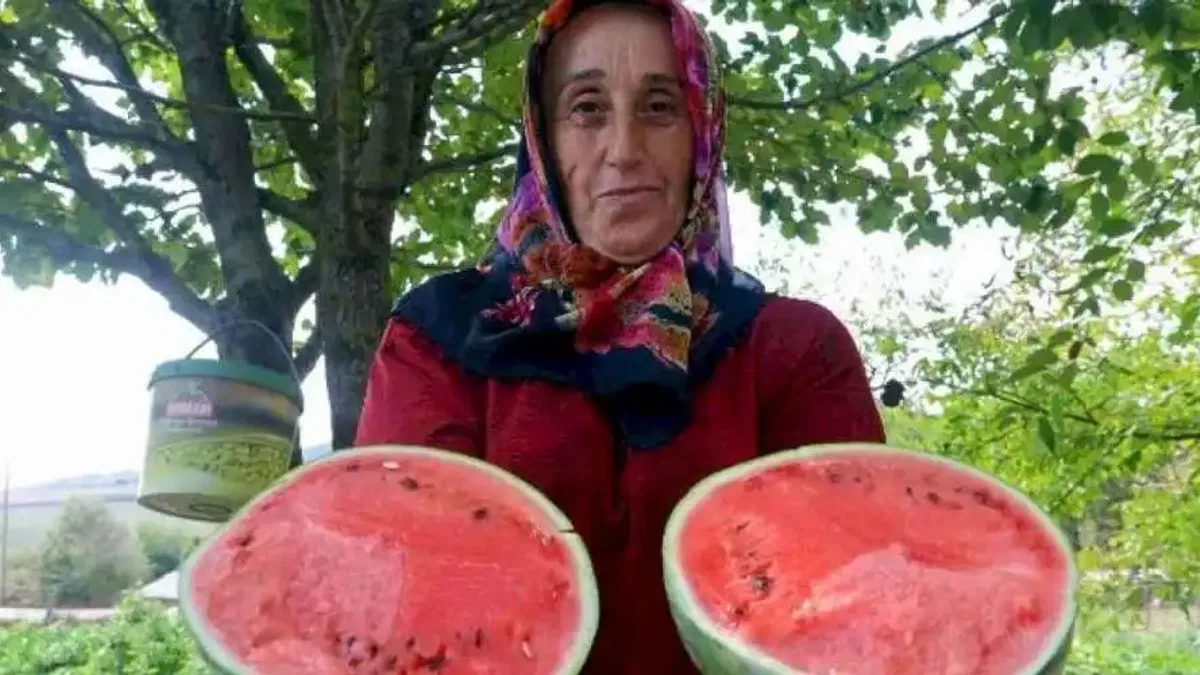 Kocaeli'de üreticilere karpuz tohumu desteği
