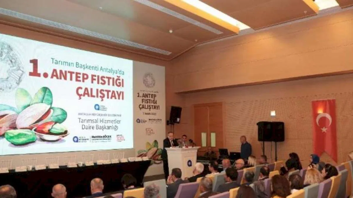 Antalya Antep fıstığına dönüyor