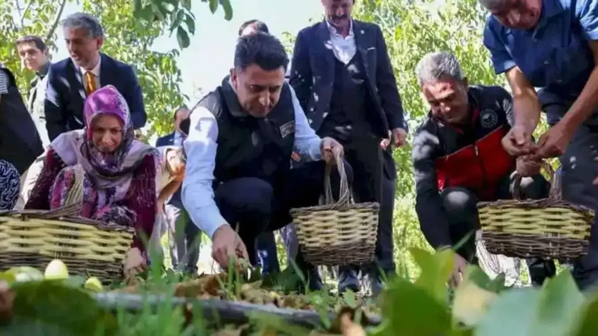Bilecik ceviz üretiminde Türkiye 3’üncüsü