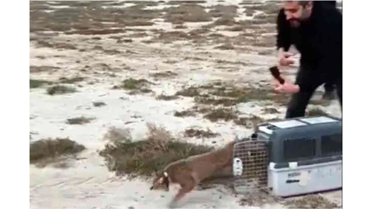 Aydın'da ağır yaralı bulunmuştu... İzmir'den sağlıklı şekilde doğaya salındı