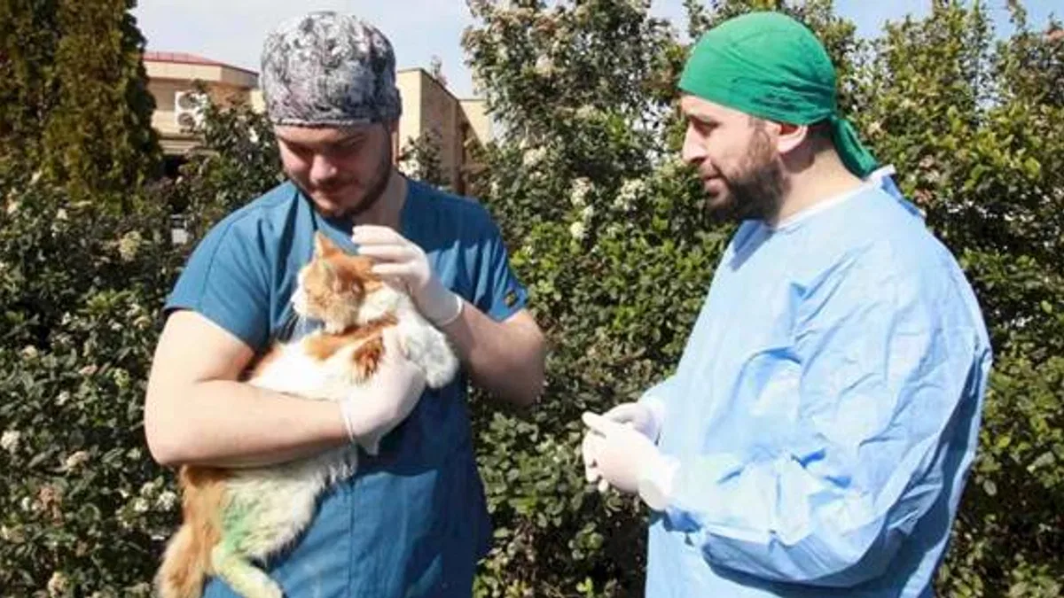 Kocaeli'de sokak hayvanlarına şefkat eli