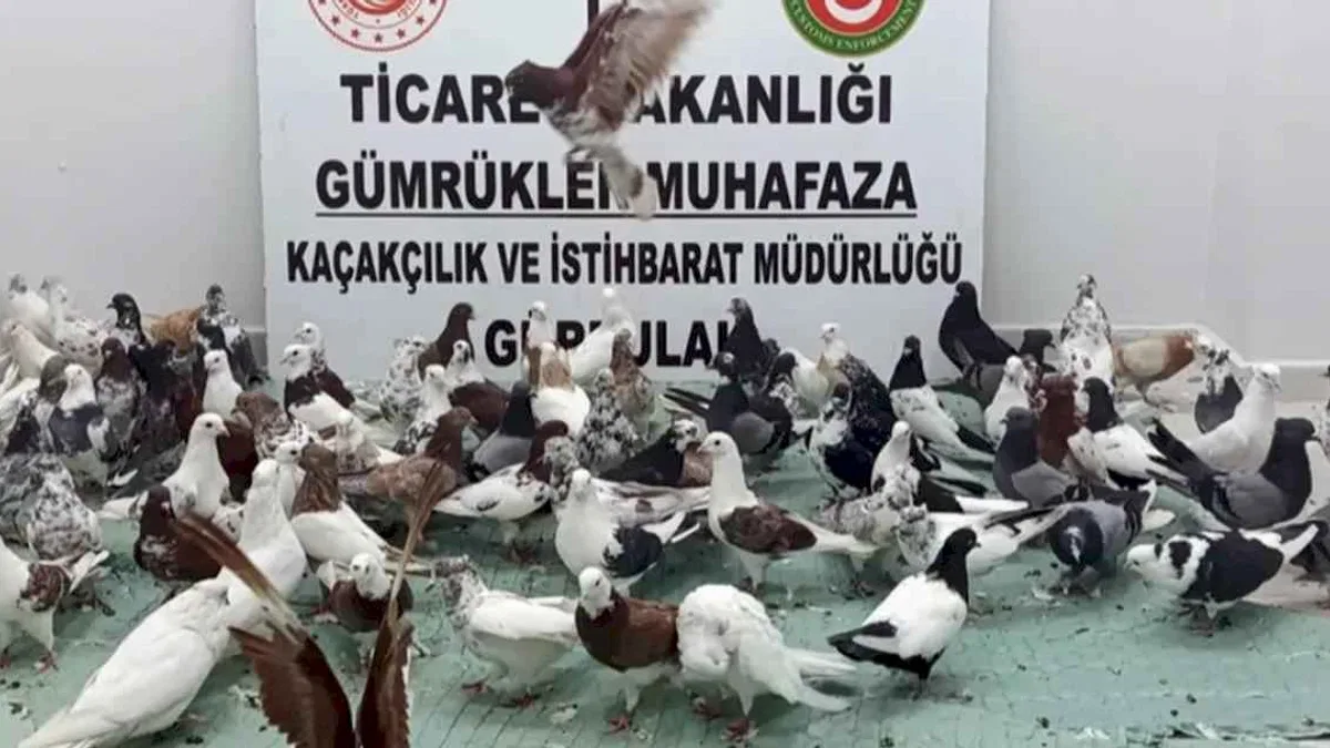 Ticaret'te 'kanatlı' operasyon! Gürbulak'ta 85 'Cancan' ele geçirildi