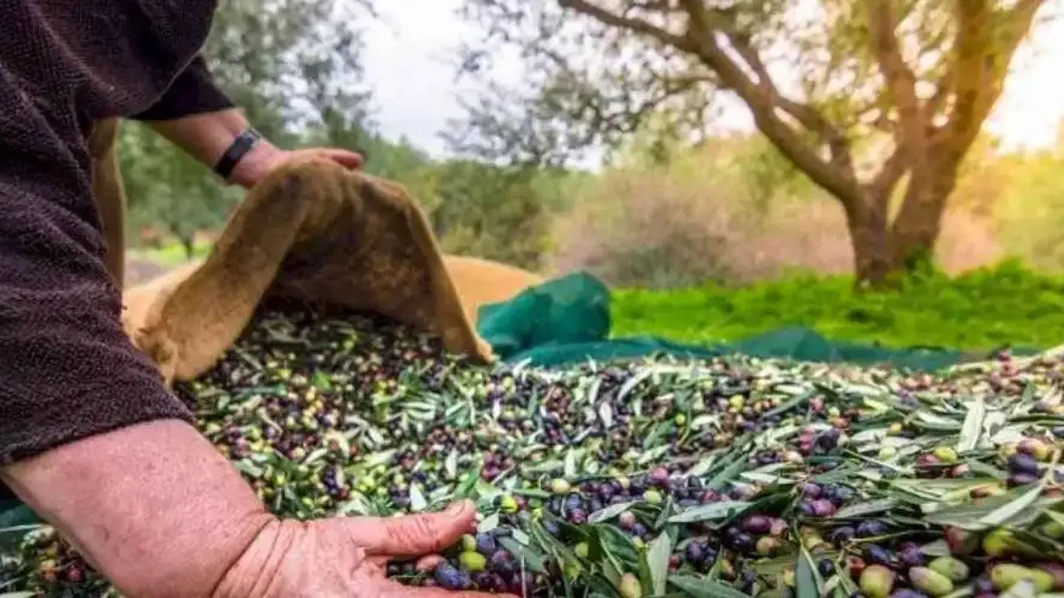 Türk zeytinini en çok Almanlar, Iraklılar ve Romanyalılar tüketti