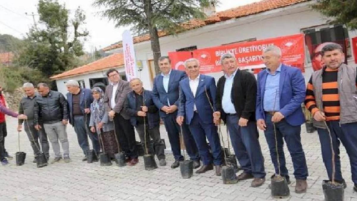Dalaman'da Kaya İnciri ekimi