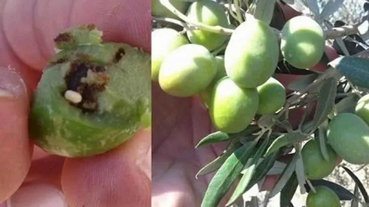 Bursa Mudanya'da zeytin üreticilerine takoz uyarısı