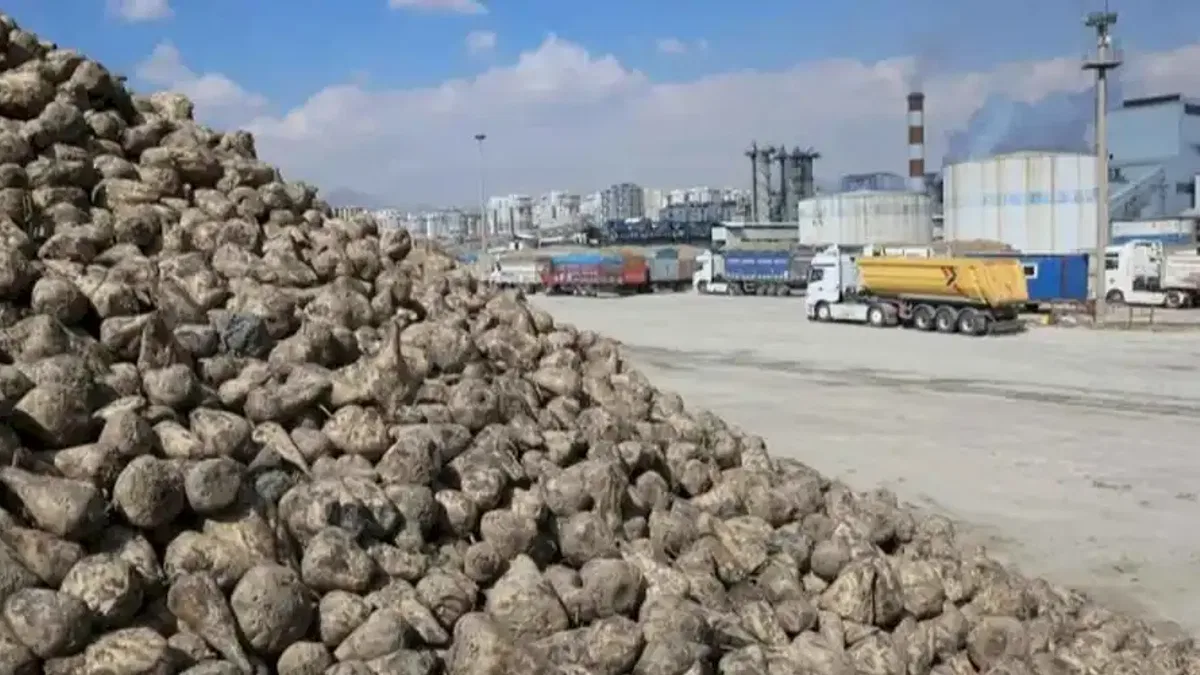 Pancar ekicileri bu yıl verimden memnun