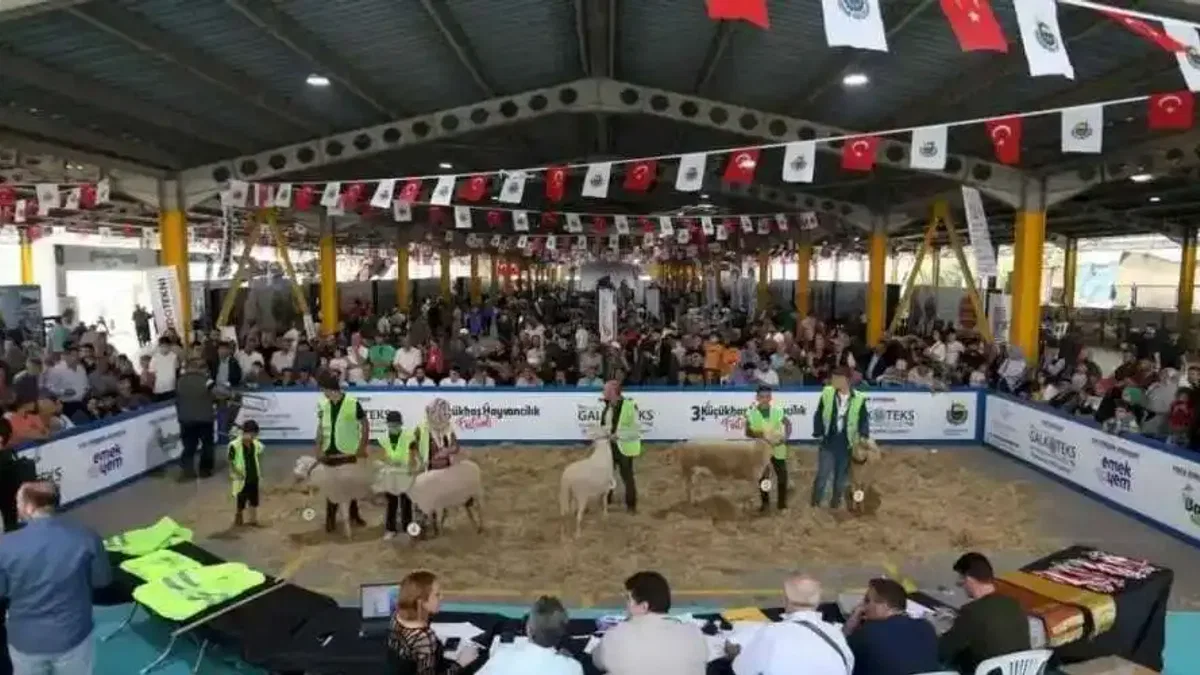 Küçükbaş Hayvancılık Festivali için geri sayım başladı