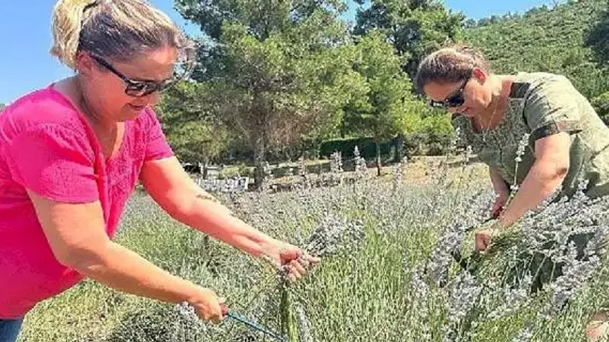 Bodrum Belediyesi, Garaova Tarım Park'ta üretilen lavantaların hasadına başladı.