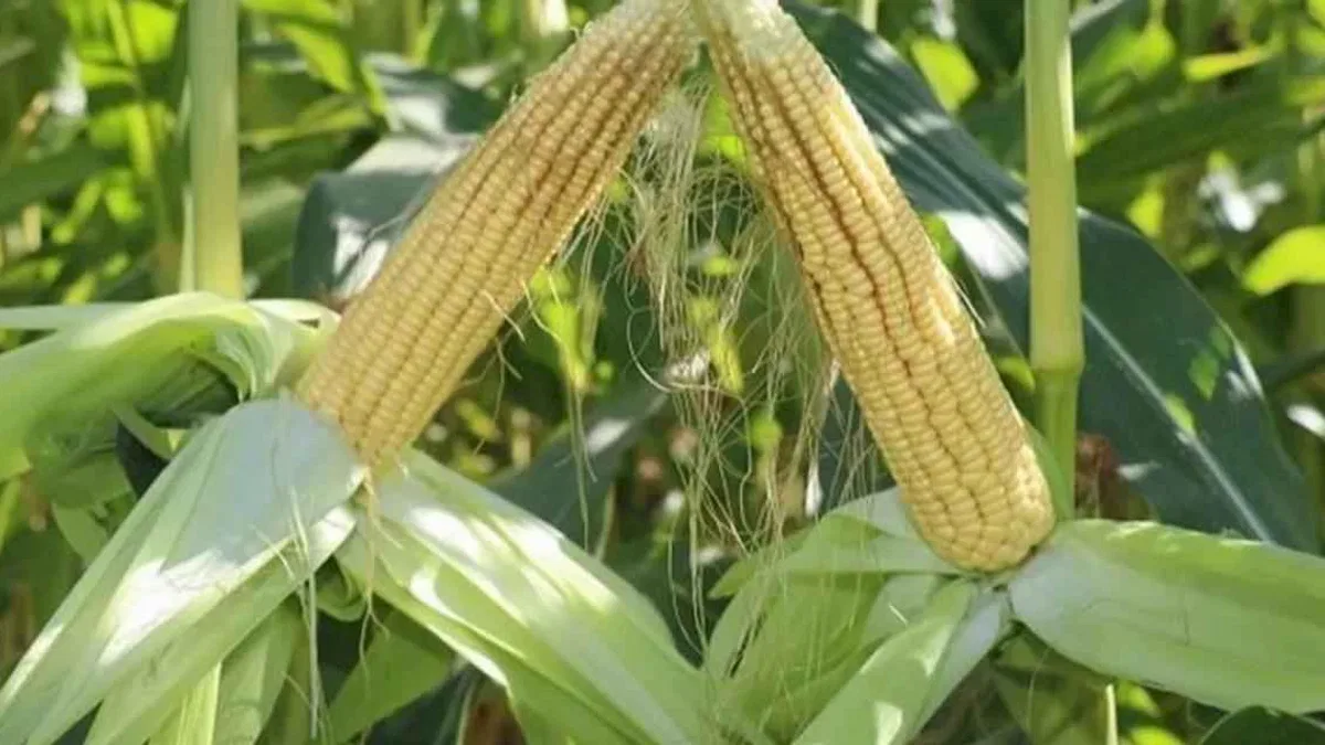 TİGEM’den 4 bin 500 ton silajlık mısır ihalesi