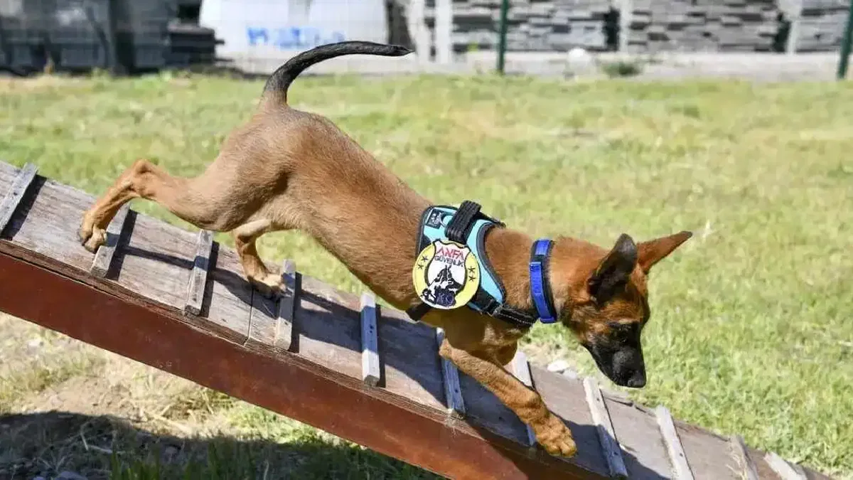 K9 ekipleri Başkent’te 7/24 görevde