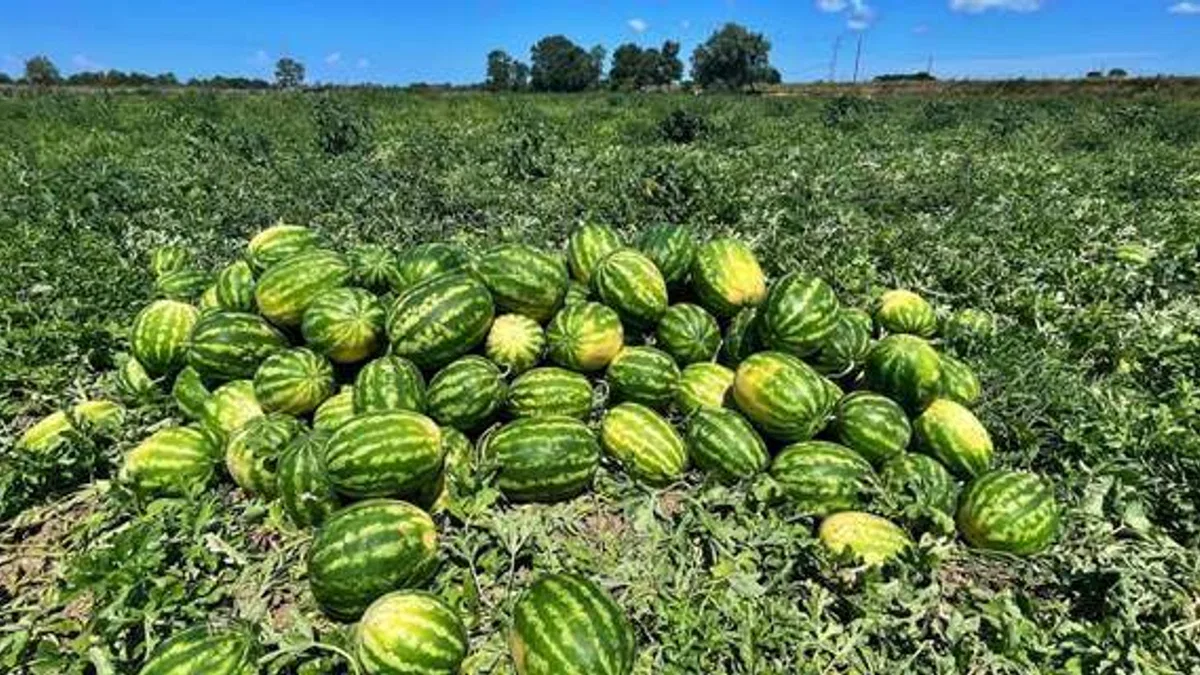 Bafra Ovası karpuzundan 120 bin ton rekolte bekleniyor