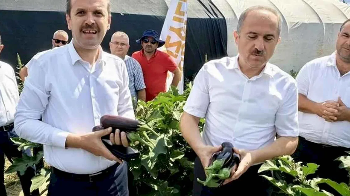 Bursa'da patlıcan hasadı başladı
