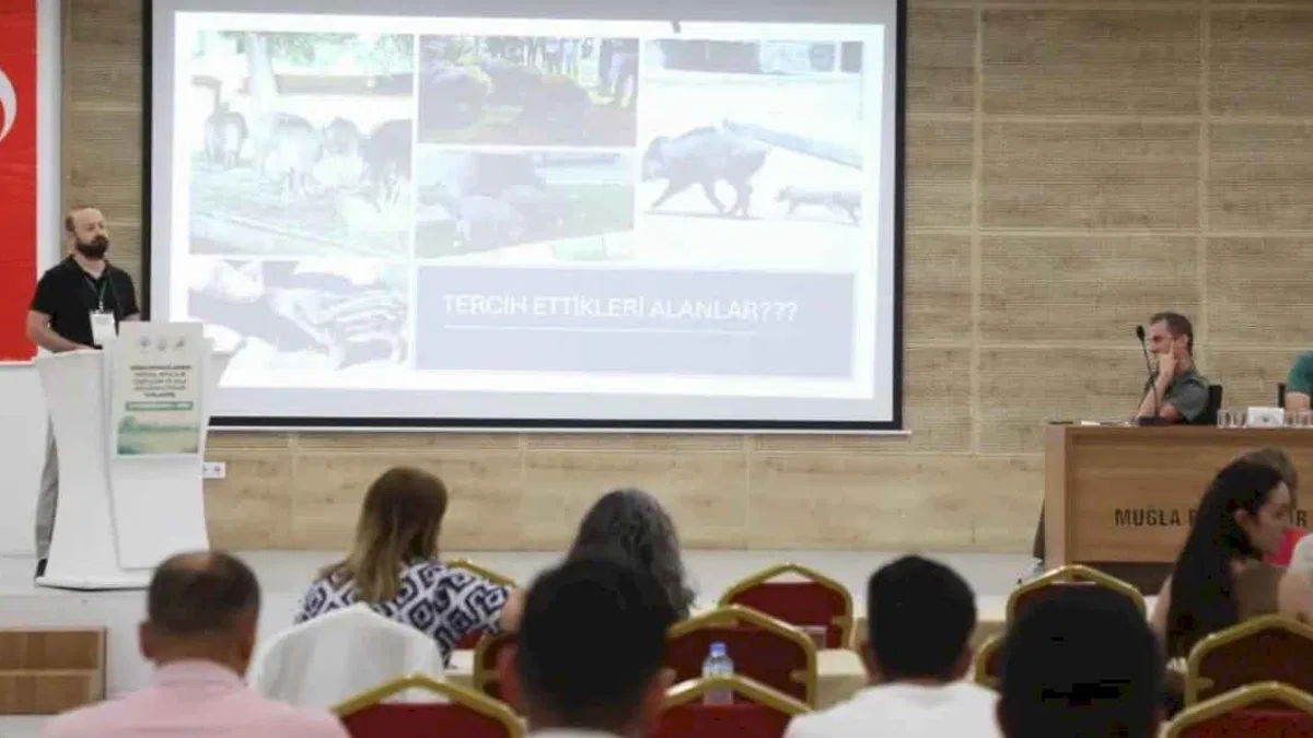 Muğla’da yaban domuzları gündemde