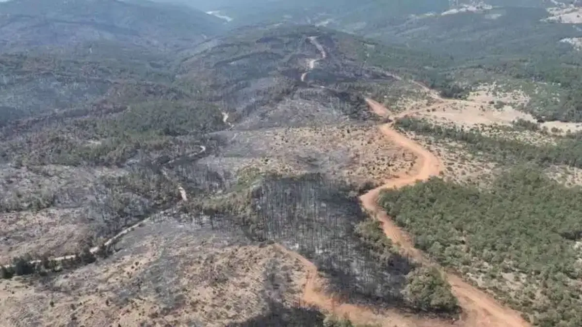Bursa’da yanan ormanlar yeniden yeşerecek