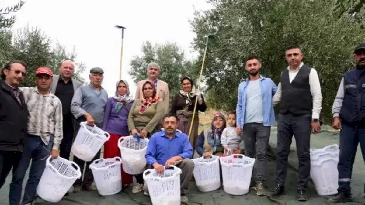 Manisa zeytin hasadında da üreticilerin yanında