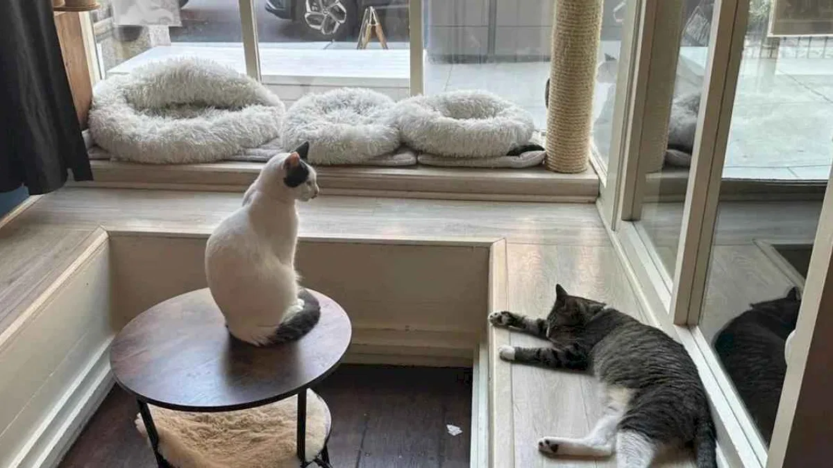 ABD'de kedi sevmeyi özleyenlerin adresi
