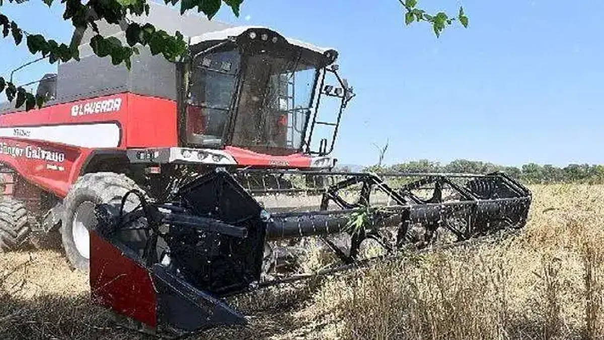 İlk Defa Belediye Arazisinde Buğday Hasadına Başlandı