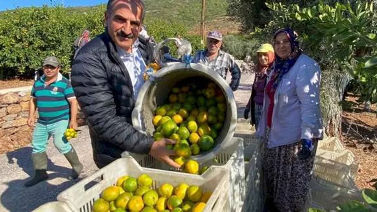 Satsuma mandalinanın ihracat yolculuğu başlıyor