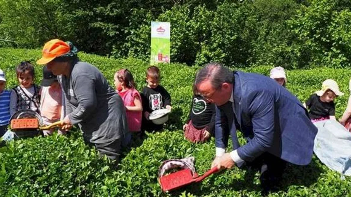 Çay hasadında çocuklarla gelenek bozulmadı
