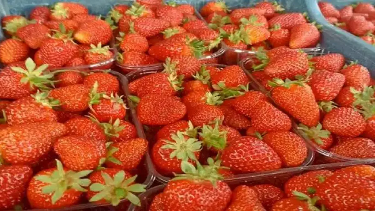Muğla’nın çilekleri Migros raflarında