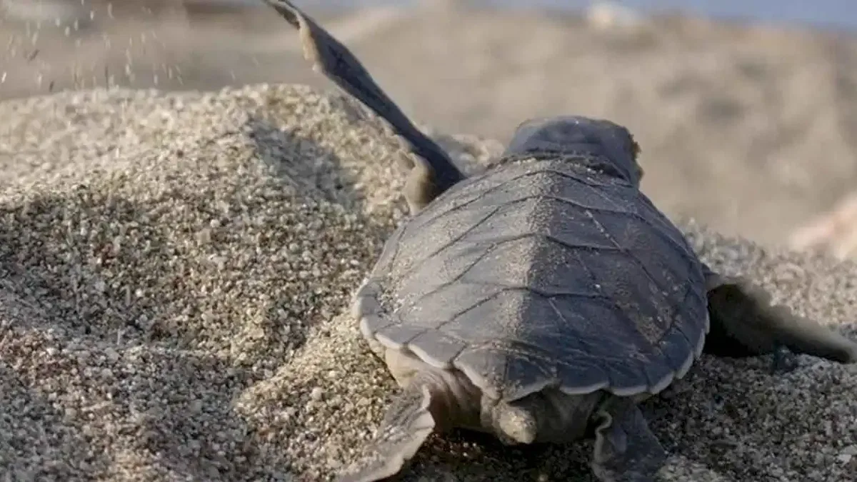 Mavi Gönüllüleri, Caretta Caretta’ları Akdeniz’le buluşturuyor