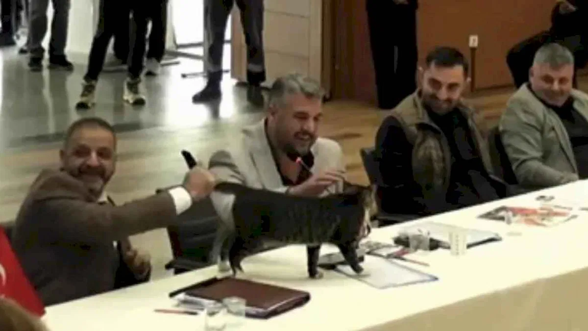Şile'de AK Parti'den CHP'li üç belediye başkanına 'kedili' teşekkür!