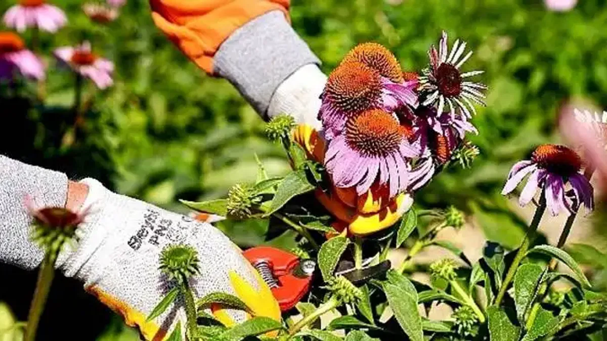 Seferihisar'da 'Ekinezya' Hasadı Heyecanı
