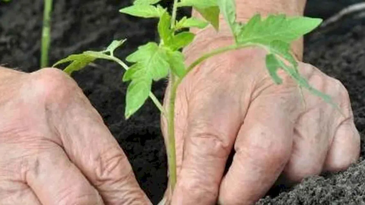Alzheimer’da bahçeyle uğraşmak hastalığı yavaşlatabilir