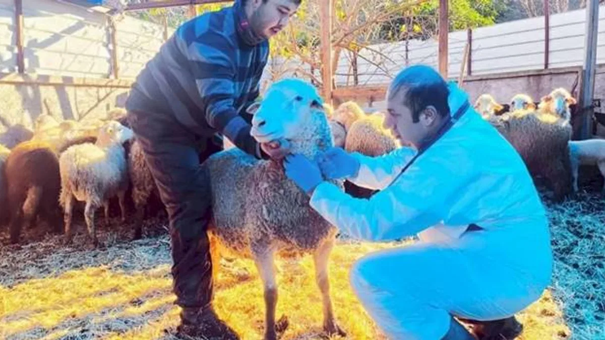 Karadeniz’in ilk hastalıktan ari koyunculuk işletmesi Giresun'da
