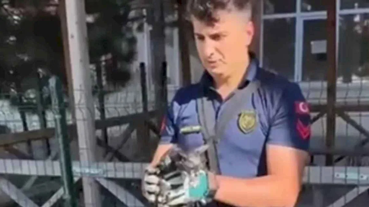 Sivas'ta düşen kediyi itfaiye ekipleri kurtardı