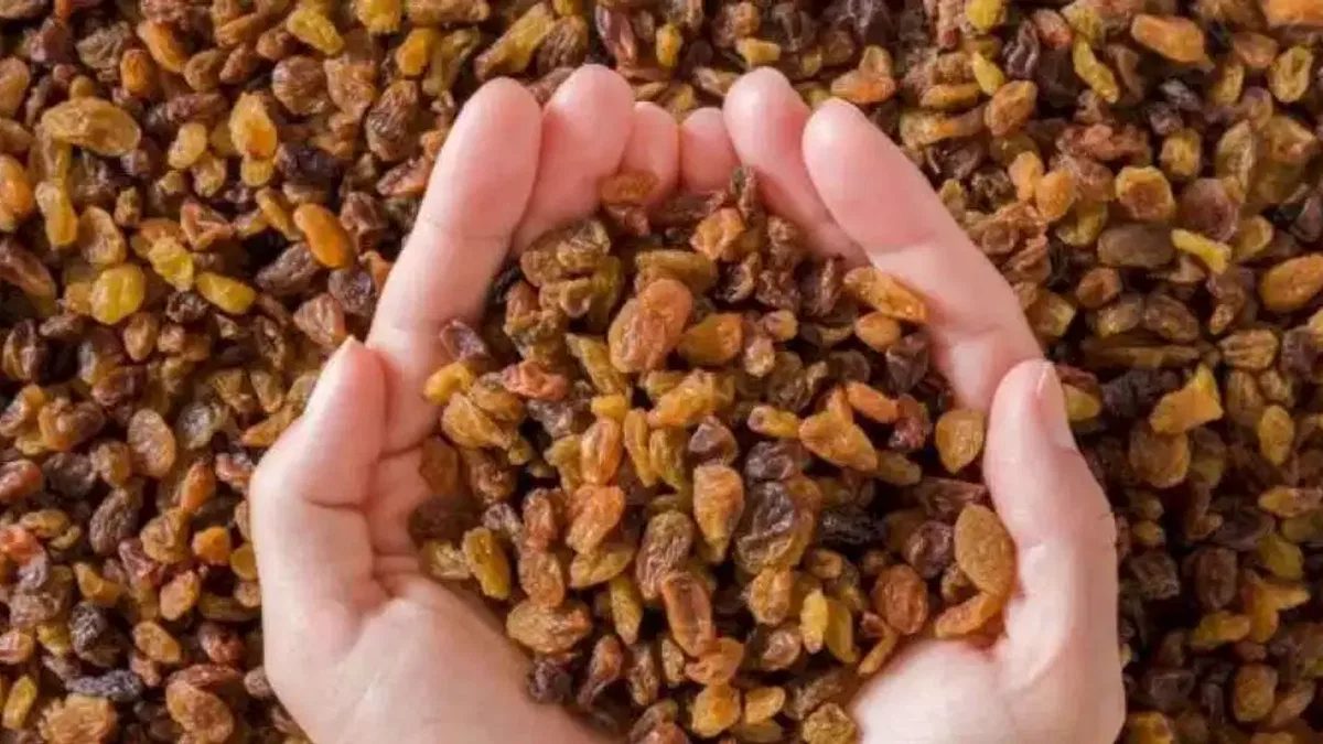 Çekirdeksiz kuru üzüm ihracatı arttı