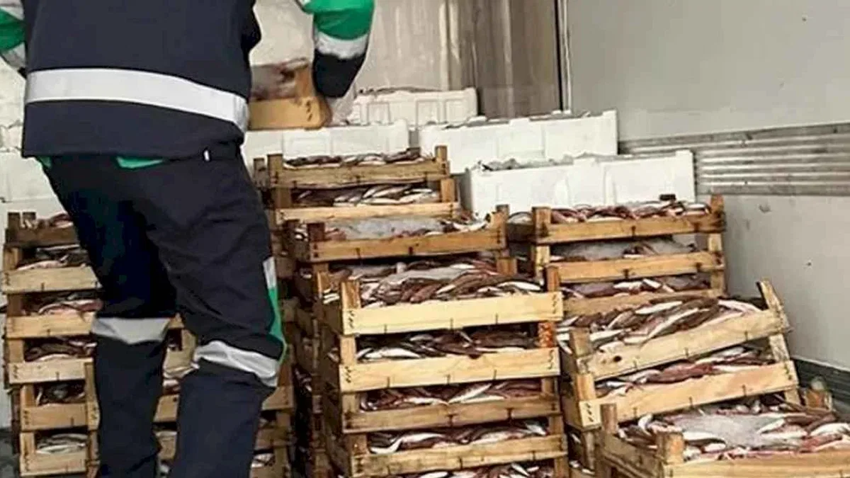 Aykırı avcılıkta 173 kasa barbunyaya el konuldu!