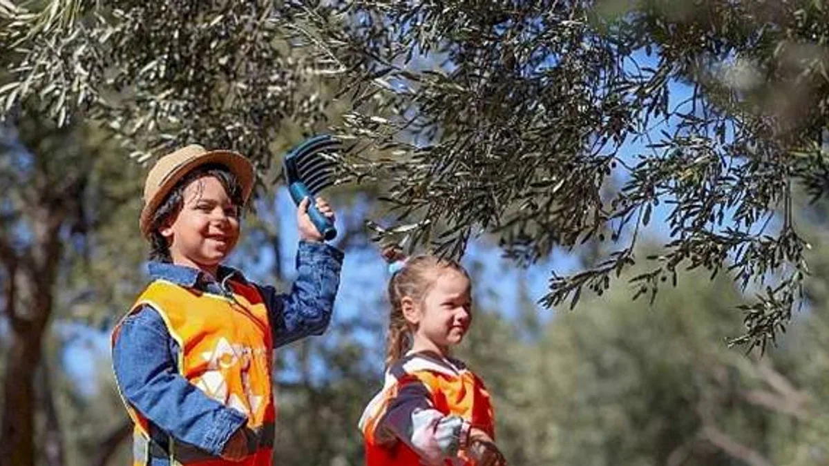 Aliağalı Minik Öğrenciler Şakran'da Zeytin Hasadı Yaptı