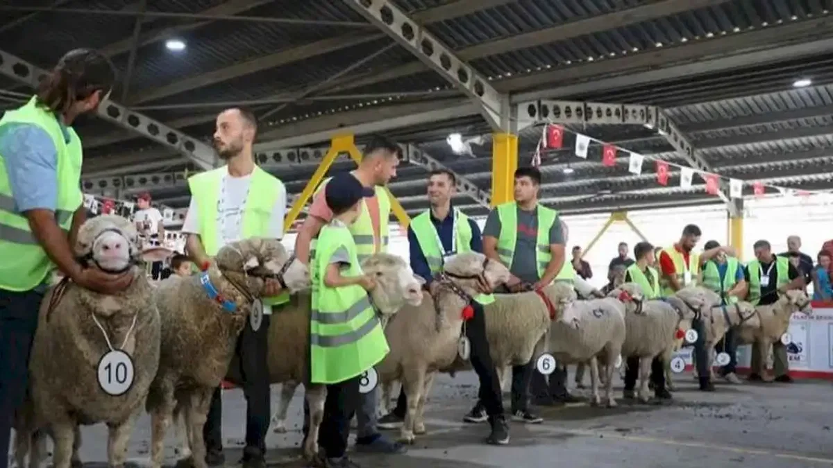 İnegöl’de koç ve tavuklar kıyasıya yarıştı