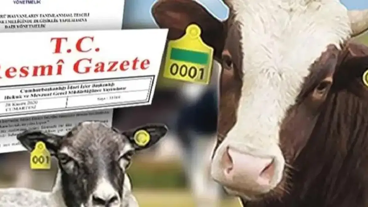 Hayvan küpeleme sisteminde yeni dönem... Karekod geliyor, il kodlu küpelerin süresi uzatıldı