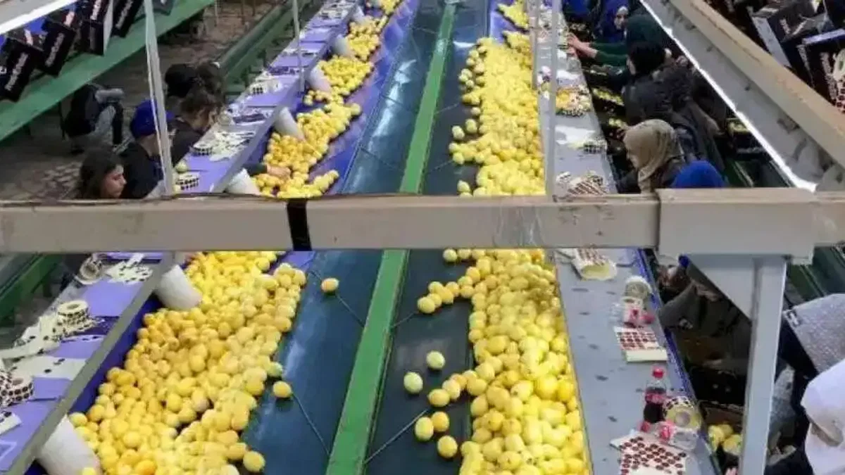 Dünya sofraları Türkiye'den hem lezzet, hem şifa alıyor