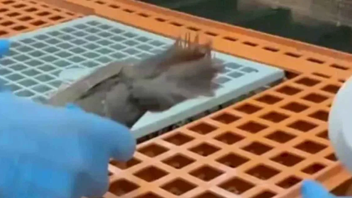 Keklikler doğaya kavuşuyor