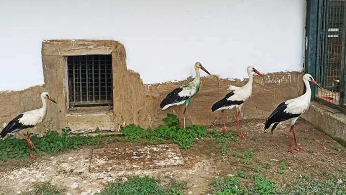 Kışı Bursa'da geçirecekler