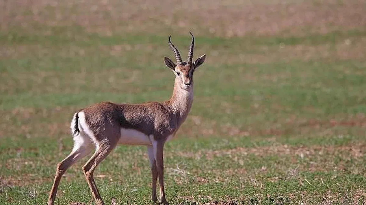 Türkiye'deki Dağ Ceylanları için yeni bir çalışma başlatıldı.