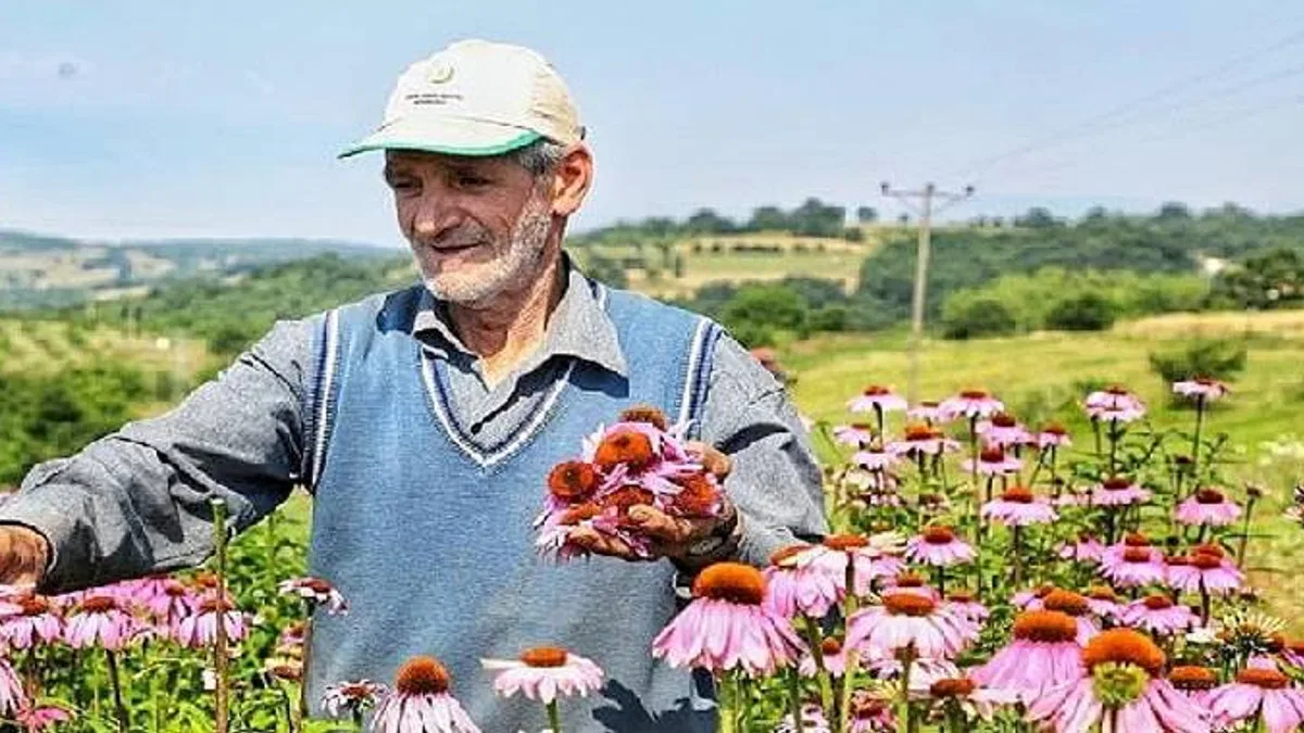 Ekinezya Hasat İçin Gün Sayıyor