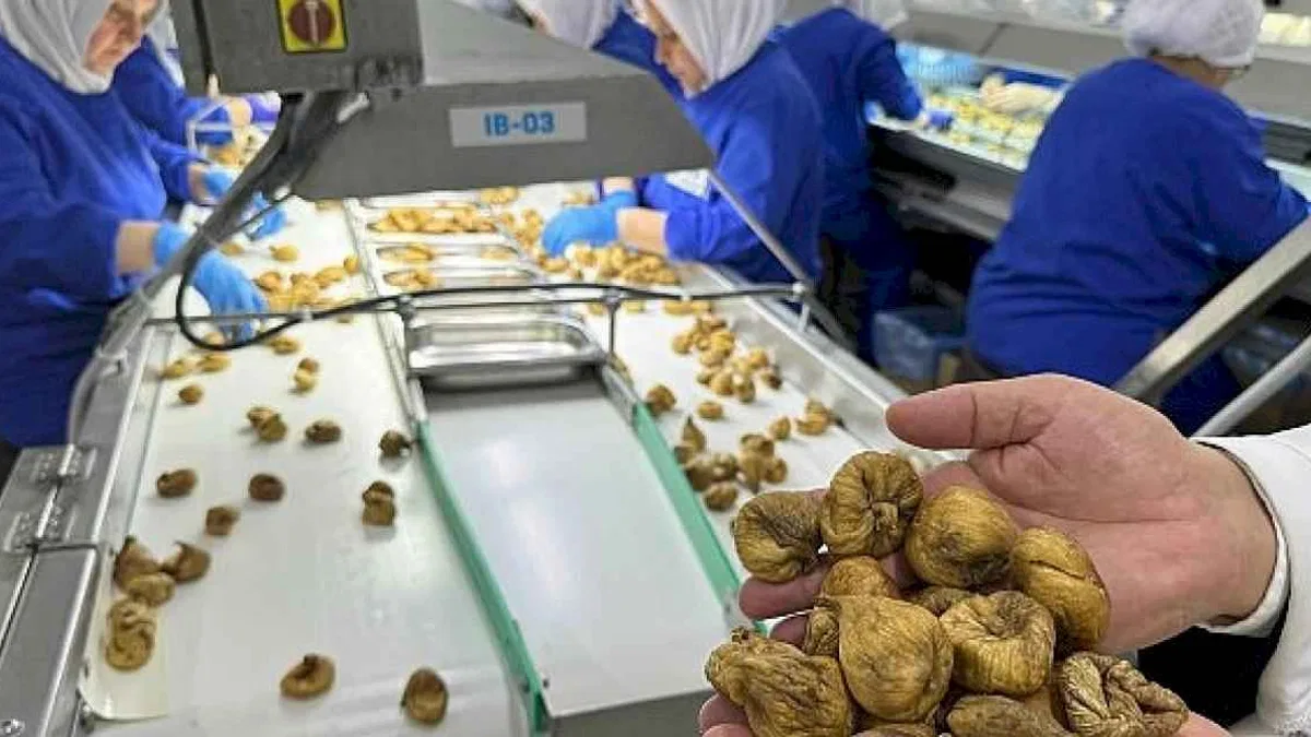Kuru incir ihracatı 292 milyon dolarla sezonu kapattı