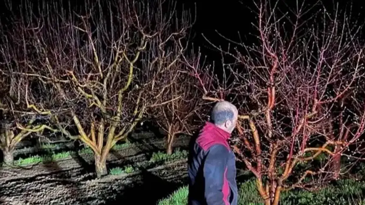 Zirai don alarmı! Ekipler sahada
