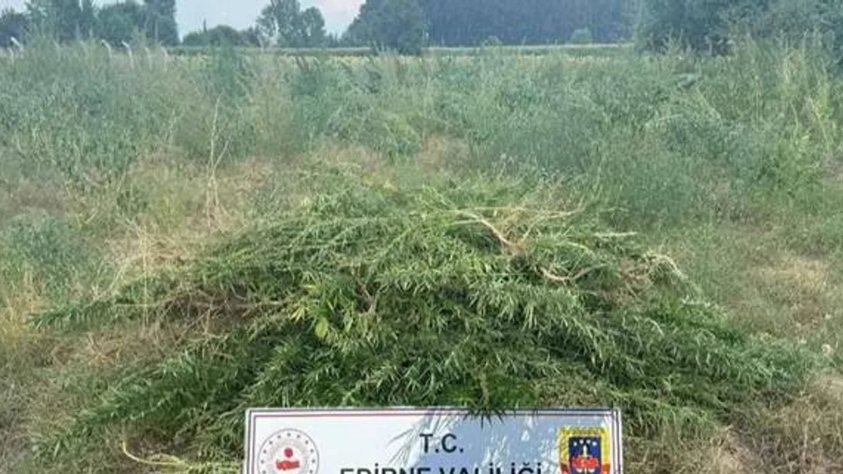 Edirne Keşan'da 3 bin kenevir bitkisine imha